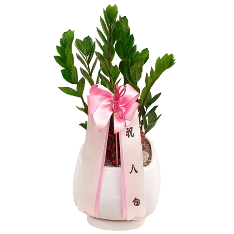 금전수(테이블용)